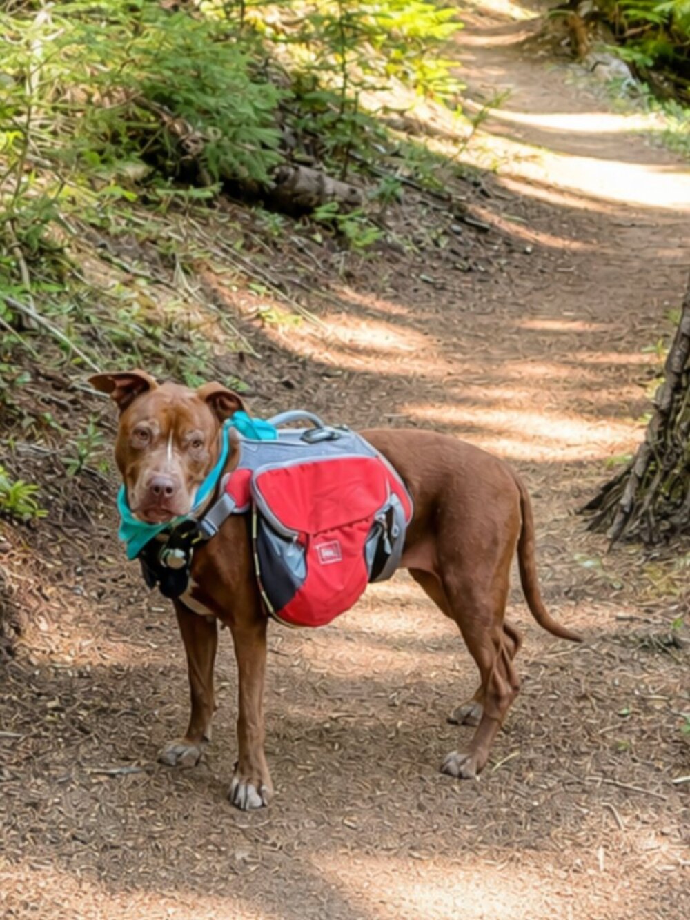 REI Co-op Dog Pack Harness Backpack Saddle Bag Rust Red Orange Gray Size Medium